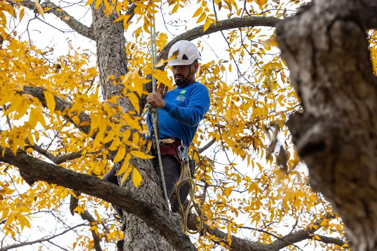Skilled Tree Pruning crew working in Volga